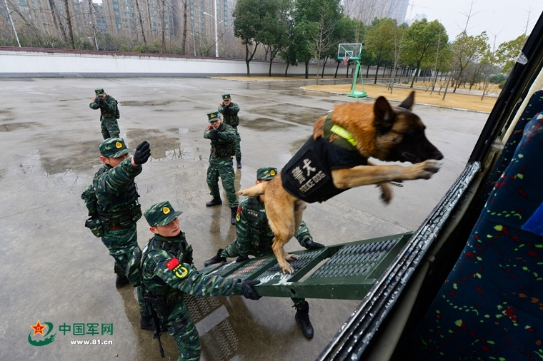 天人菊什么时候播种