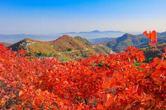 「二十四节气」秋风萧瑟天气凉，草木摇落露为霜 